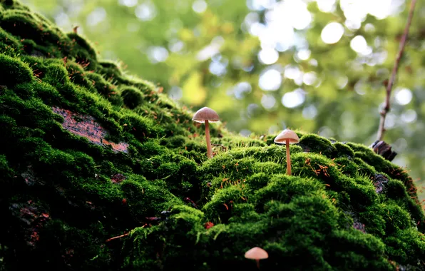 Картинка природа, грибы, мох, зеленое
