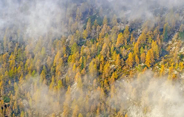 Картинка осень, лес, облака, деревья, природа