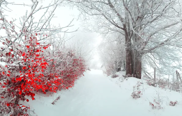 Картинка зима, листья, снег, природа, туман, дерево, утро, красиво