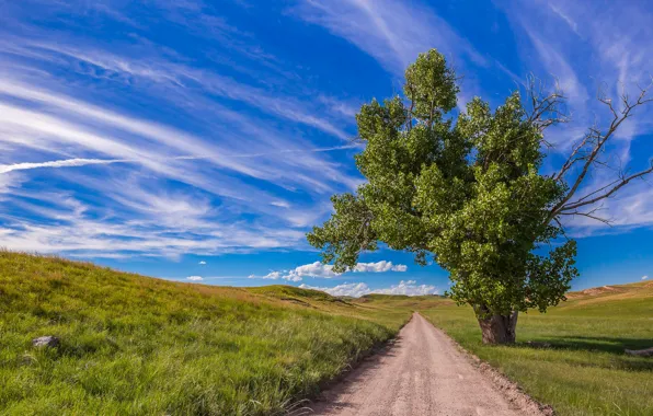 Картинка дорога, небо, трава, фото, дерево