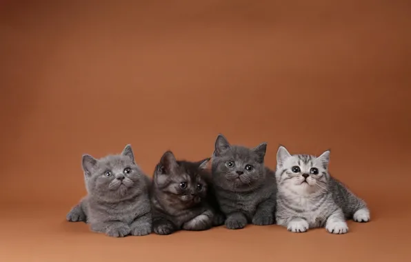 Кошки, котенок, котята, оранжевый фон, квартет, четыре, британские