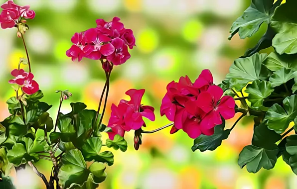 Grafika, Kwiaty, Pelargonie