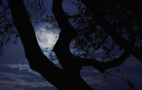 Ночь, ветки, дерево, луна