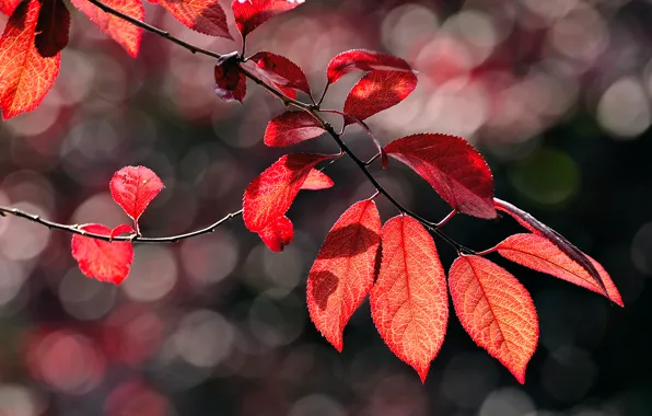 Осень, макро, блики, листва, ветка, красная