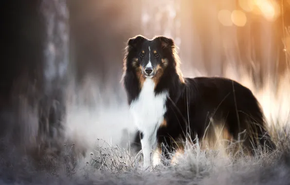 Картинка взгляд, собака, боке, Шелти, Шетландская овчарка