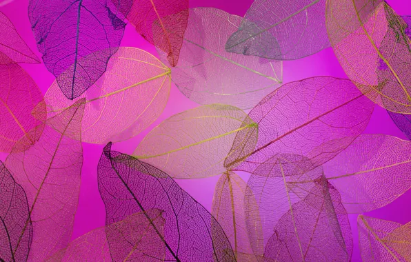 Картинка листья, фон, colorful, abstract, texture, background, autumn, leaves