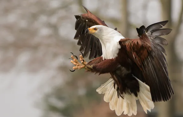 Feathers, eagle, claws, hunting