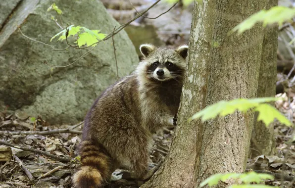 Картинка лес, листья, деревья, ветки, енот, стойка