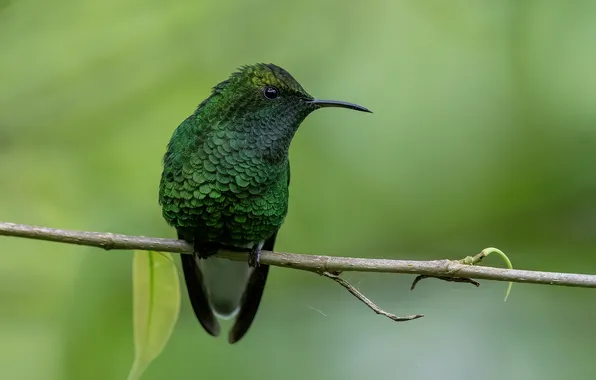 Картинка Fernando Burgalin Sequeira, Медноголовая эльвира, Coppery-headed Emerald, Elvira cupreiceps