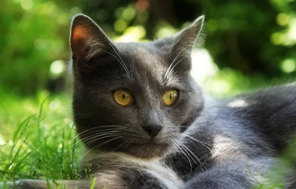 Кошка, лето, трава, кот, взгляд, природа, зеленый, котенок