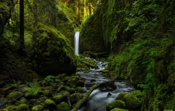 Картинка зелень, лес, природа, река, камни, водопад