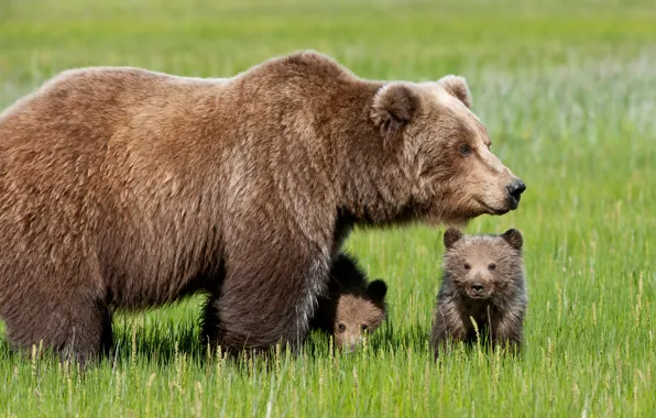 Картинка трава, медвежата, медведица