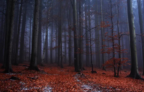 Осень, лес, деревья, природа, туман, Чехия, Czech Republic, Vysoká
