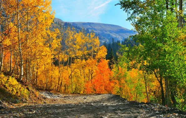 Картинка осень, лес, небо, деревья, горы