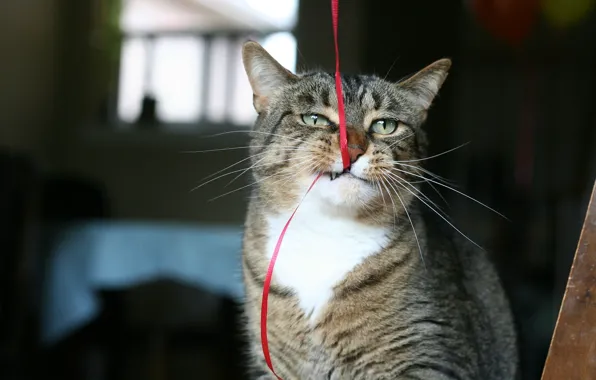 Картинка Cat, animal, funny, situation, ribbon, bite, fur, ears