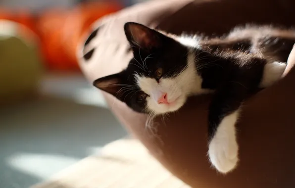 Кошка, кот, взгляд, свет, поза, отдых, черно-белый, лежит