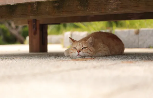 Кошка, взгляд, фон