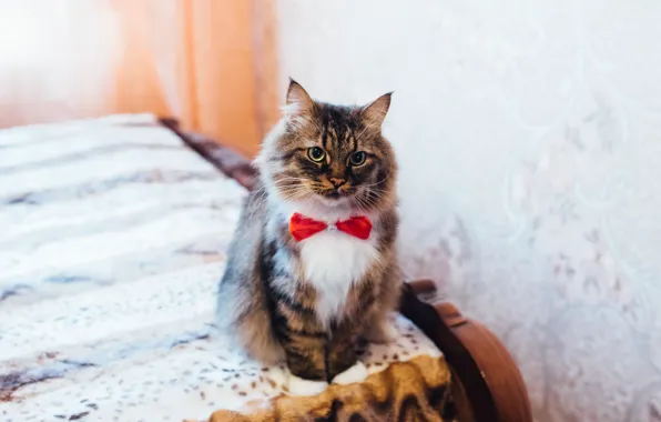 Кот, пушистый, красавец, с бабочкой