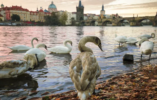 Вода, мост, пруд, река, берег, листва, дома, лебедь