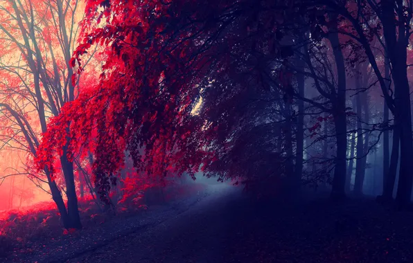 Картинка дорога, осень, лес, деревья, багрянец