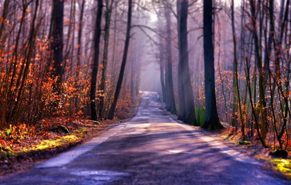 Картинка дорога, осень, лес, туман