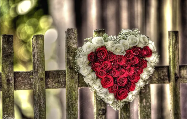 Red, love, rose, flower, nature, heart, pink, flowers