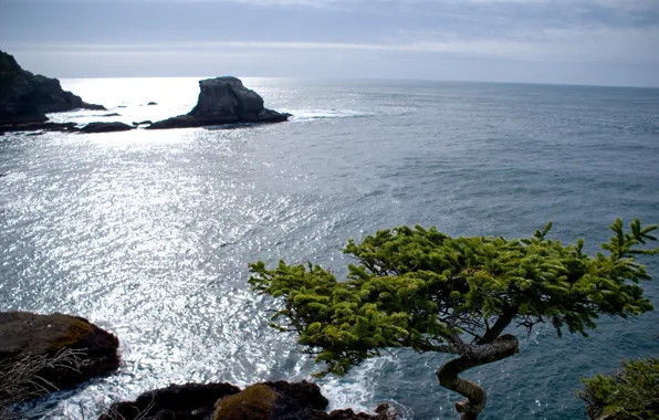 Картинка солнце, дерево, океан, tree, sun, Ocean