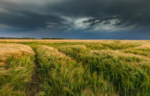 Картинка поле, лето, колосья