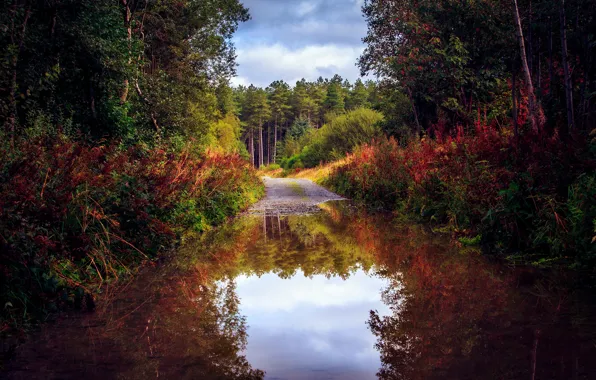 Картинка дорога, осень, лес, вода, деревья, природа, отражение, лужа