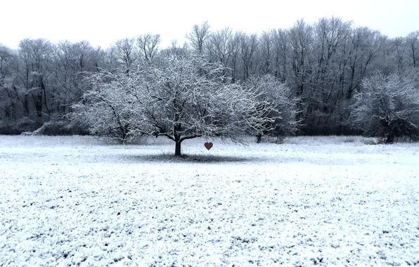 Зима, дерево, сердце