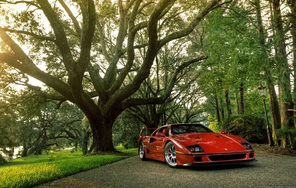 Картинка природа, блеск, Ferrari, красная
