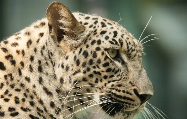 Картинка кошка, морда, леопард, профиль, персидский