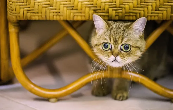 Картинка кошка, кот, взгляд, мордочка, глазища, экзот, Экзотическая короткошёрстная кошка