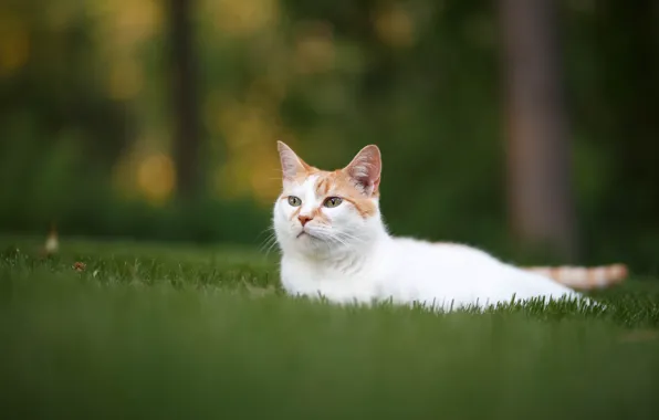 Картинка кошка, трава, отдых, мордочка, лужайка, котейка