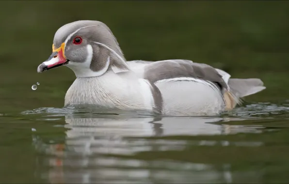 Животное, птица, утка, animals, nature, bird, duck