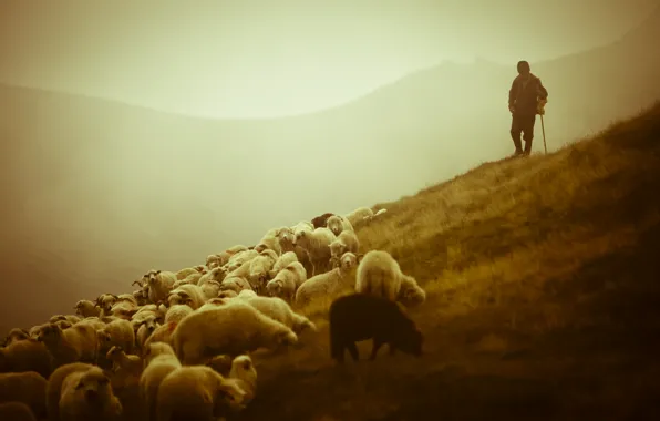 Картинка животные, горы, пейзажи, овцы, красота, овечки, пастух, Shepherd