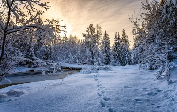 Картинка зима, лес, снег, следы