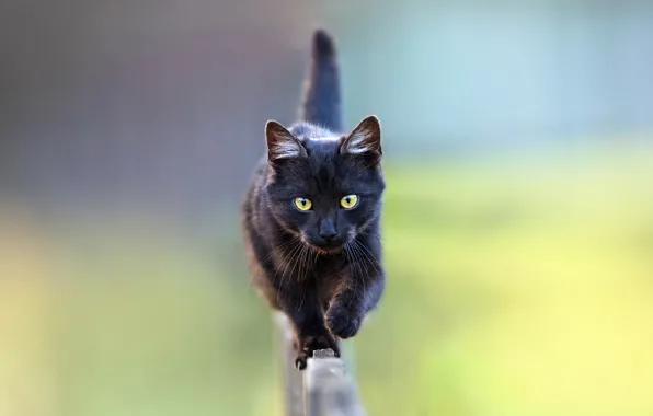Размытый задний фон, на заборе, черная кошка