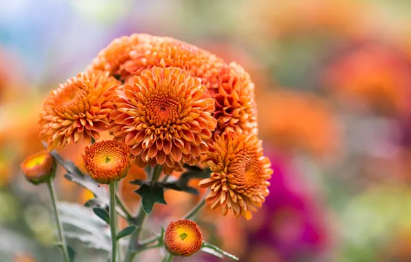 Картинка осень, цветы, природа, оранжевые, хризантемы