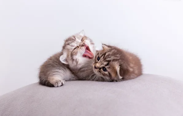 Язык, коты, маленькие, котята, пушистые, язычек, котики, зивает
