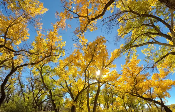 Картинка осень, небо, листья, солнце, деревья