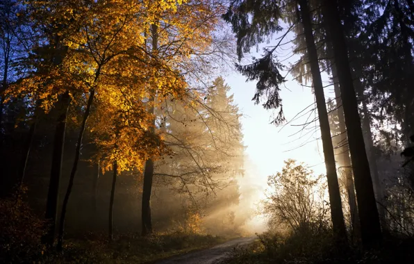 Осень, листья, свет, природа, дерево