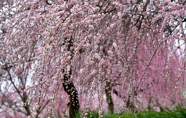 Природа, дерево, красота, весна, сакура, цветение