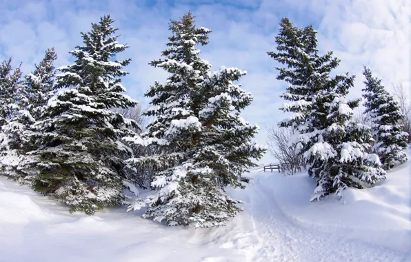 Картинка зима, снег, деревья, тропинка, изгородь