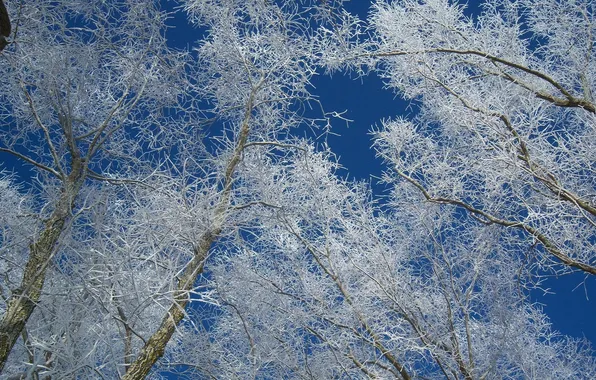 Картинка зима, иней, небо, деревья, ветки