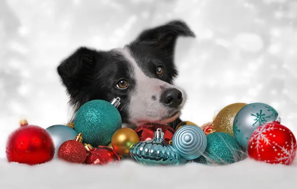 Морда, украшения, фон, шары, игрушки, собака, Рождество, Новый год