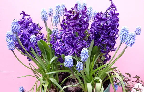 Фиолетовый, букет, flower, Гиацинт