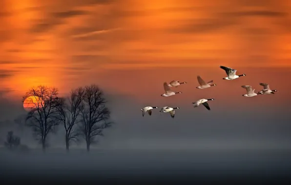 Red, sky, sunset, wood, flight, fog, geese in flight