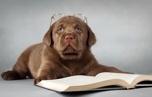 Картинка друг, собака, очки, книга, Лабрадор