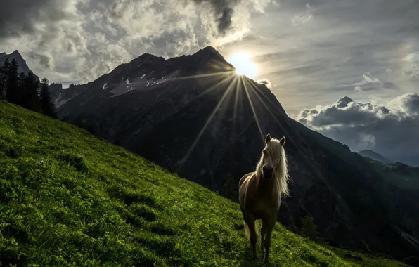 Картинка горы, конь, утро